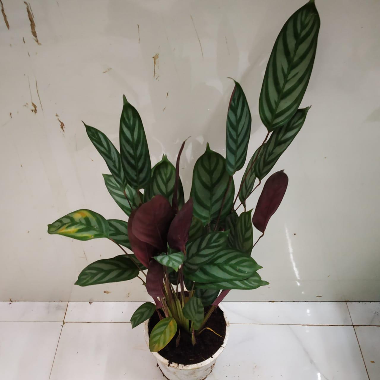 Calathea 'exotica' - View 17 from www redcrocus com