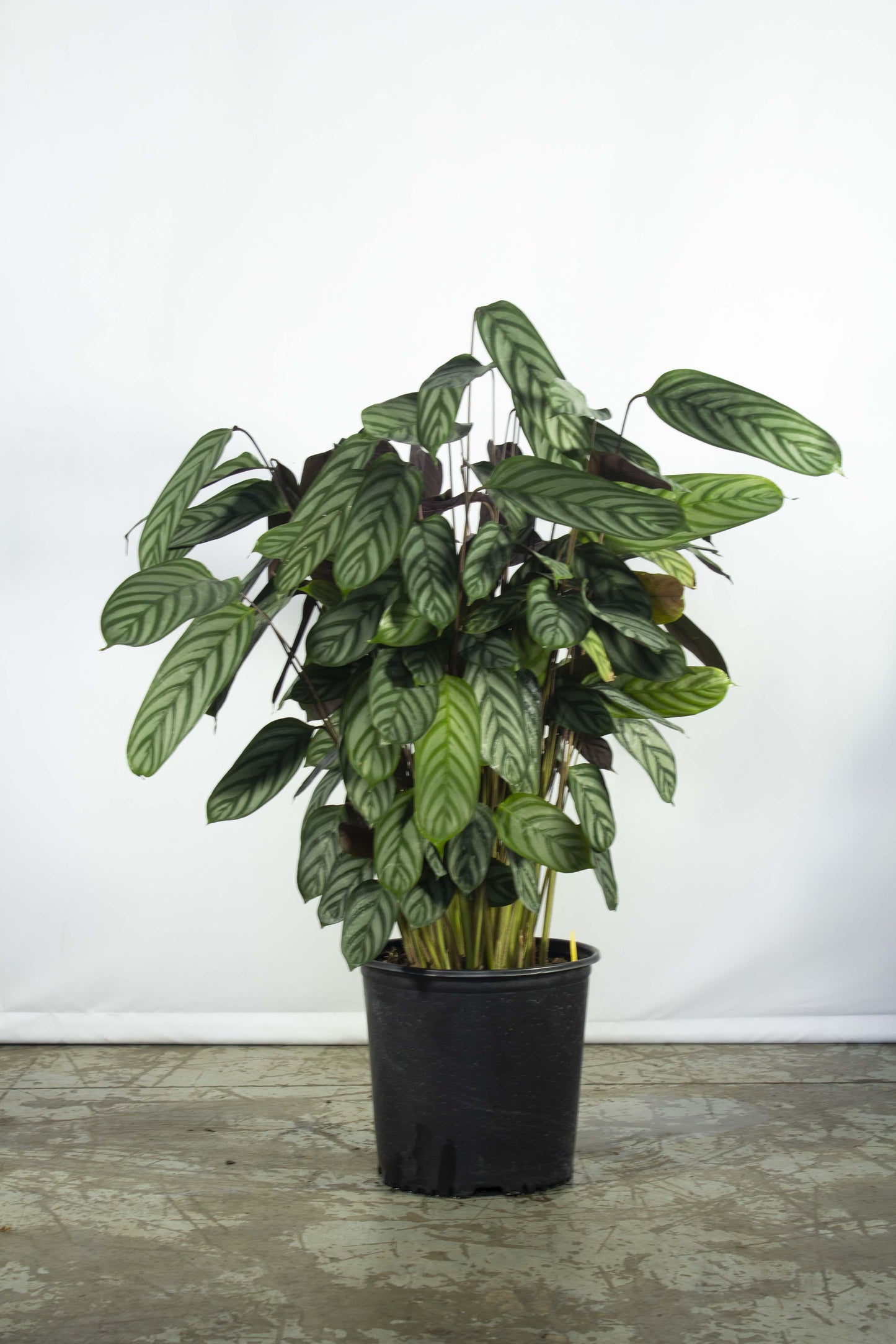 Calathea 'exotica' - View 18 from www redcrocus com
