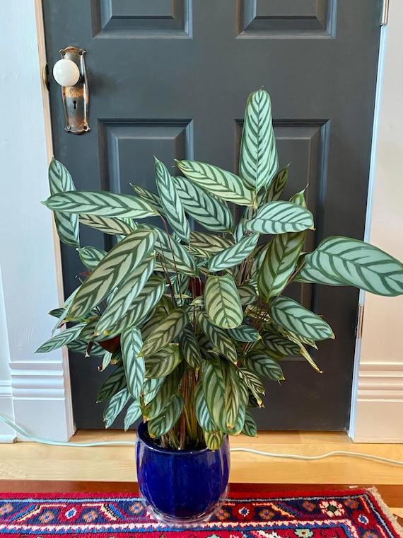 Calathea 'exotica' - View 19 from www redcrocus com