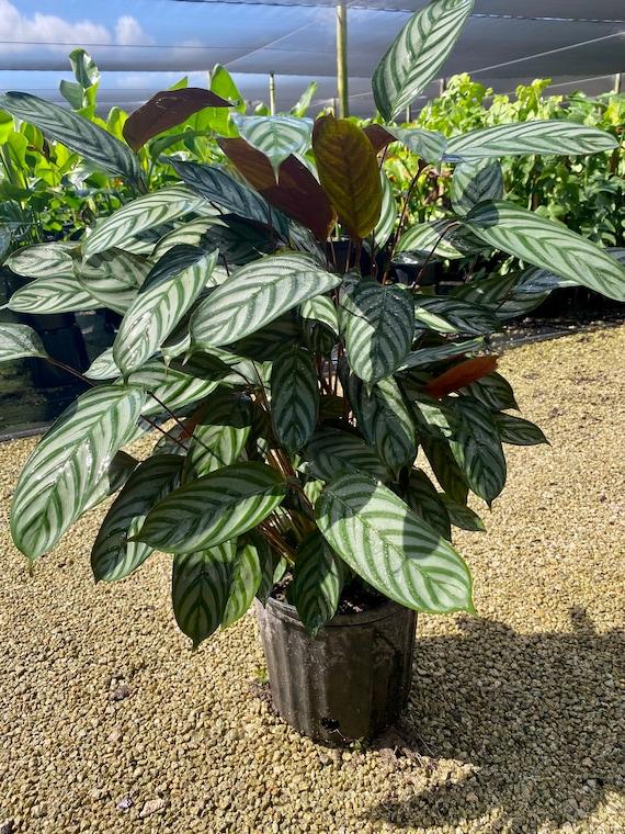 Calathea 'exotica' - View 20 from www redcrocus com