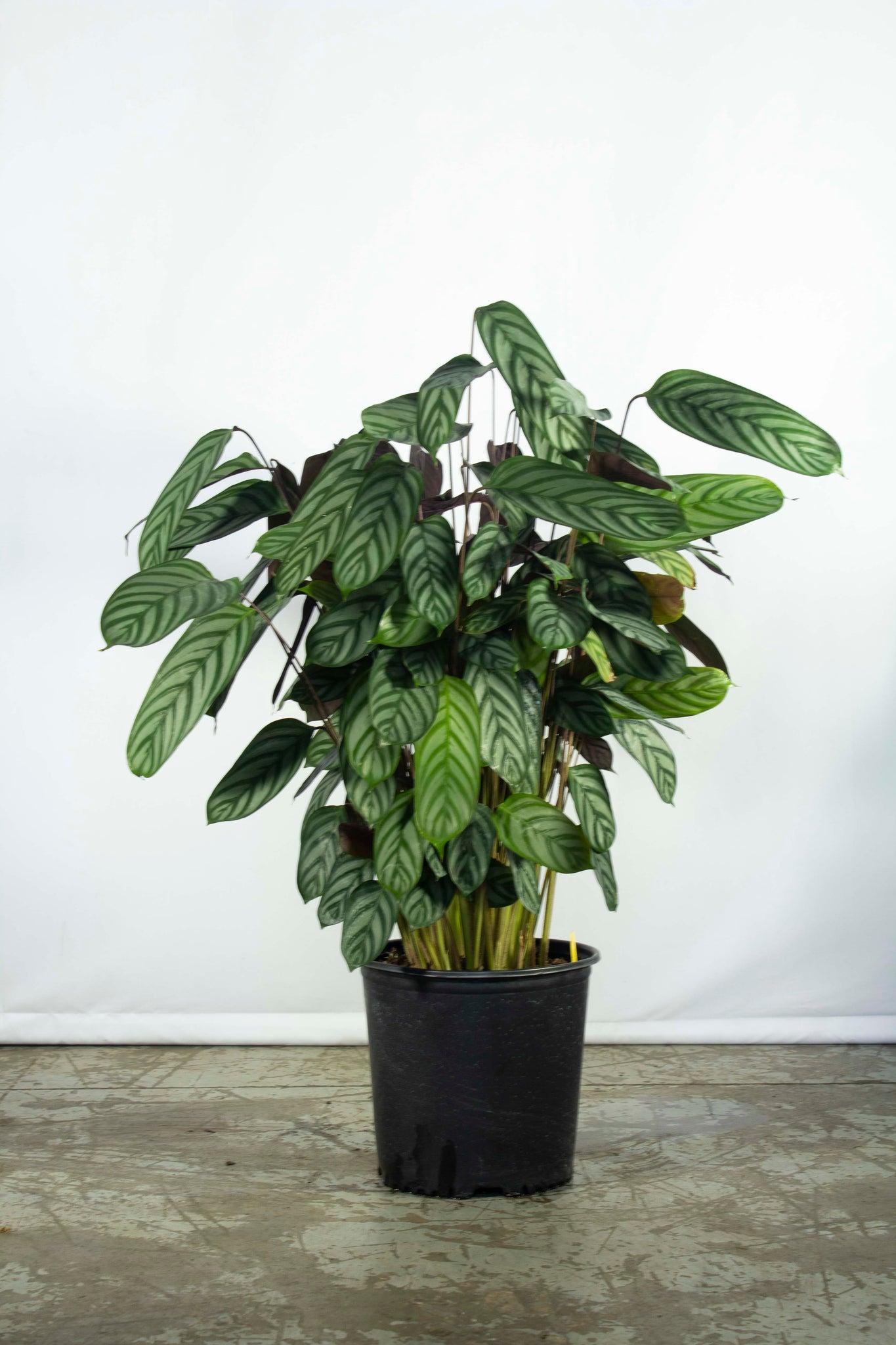 Calathea 'exotica' - View 21 from www redcrocus com