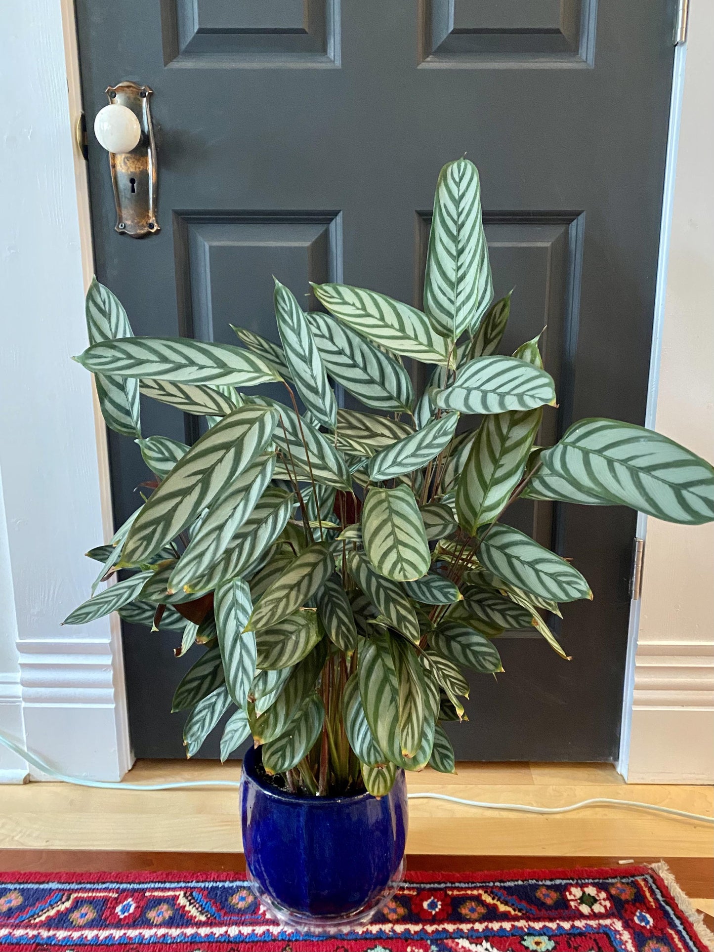 Calathea 'exotica' - View 22 from www redcrocus com