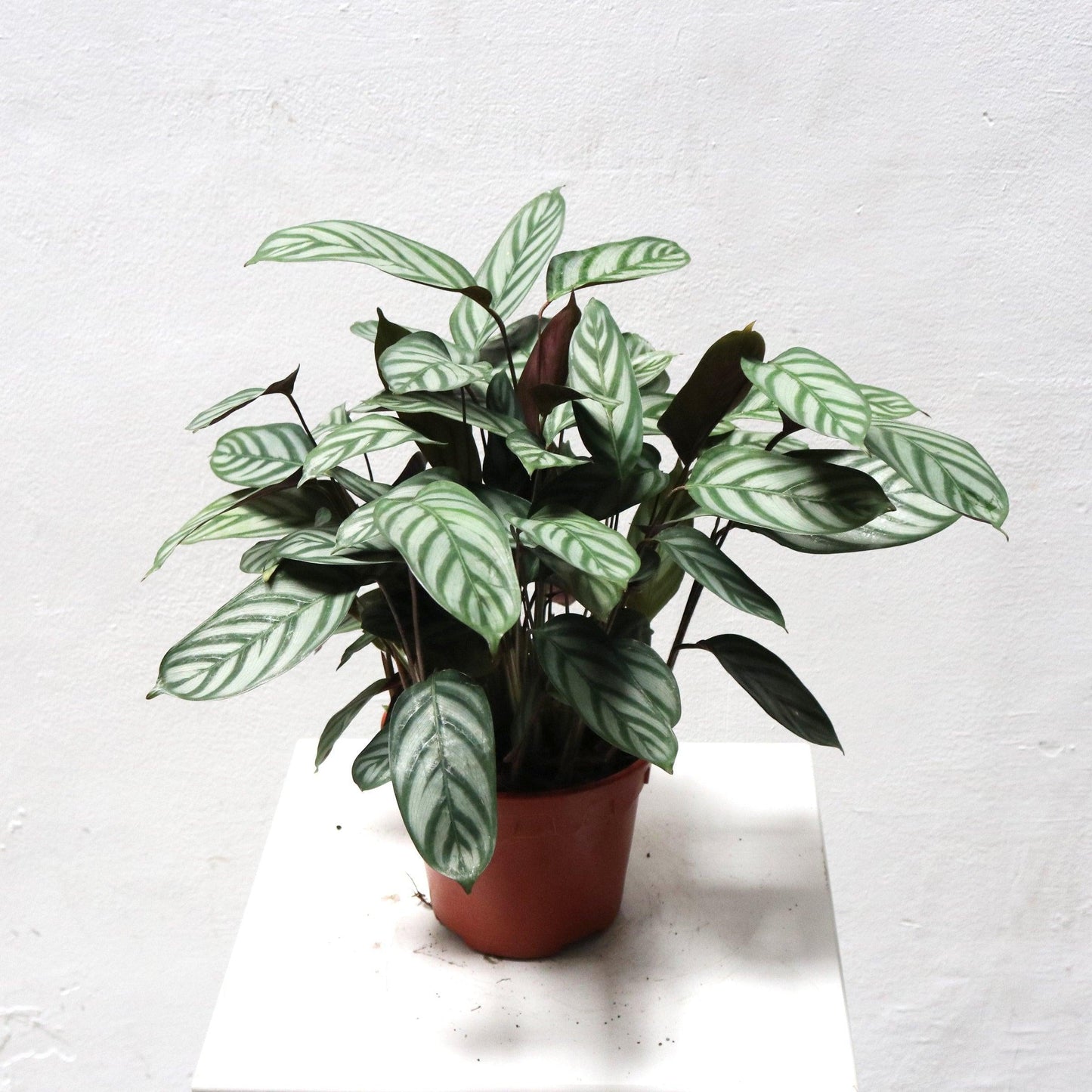Calathea 'exotica' - View 23 from www redcrocus com