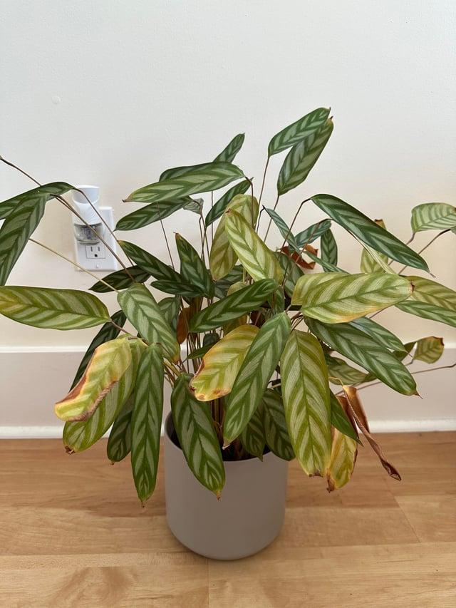 Calathea 'exotica' - View 24 from www redcrocus com