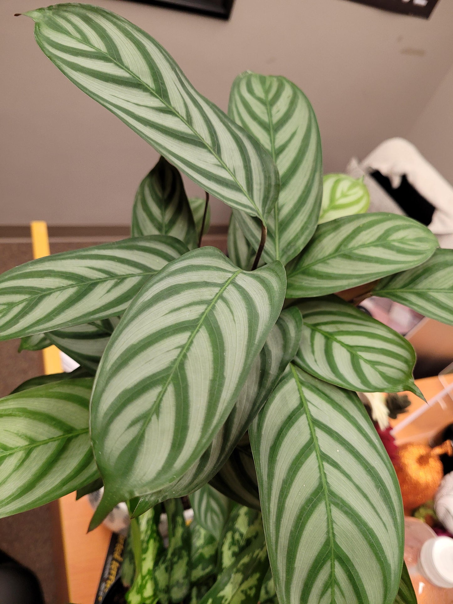 Calathea 'exotica' - View 25 from www redcrocus com
