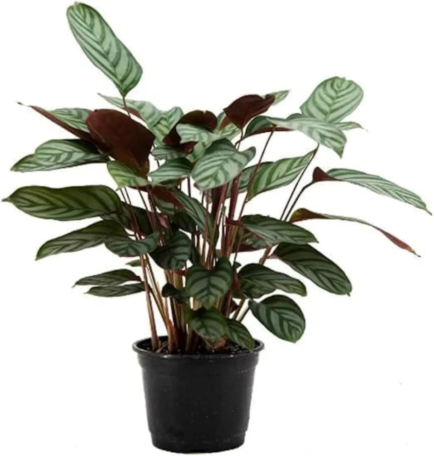 Calathea 'exotica' - View 26 from www redcrocus com