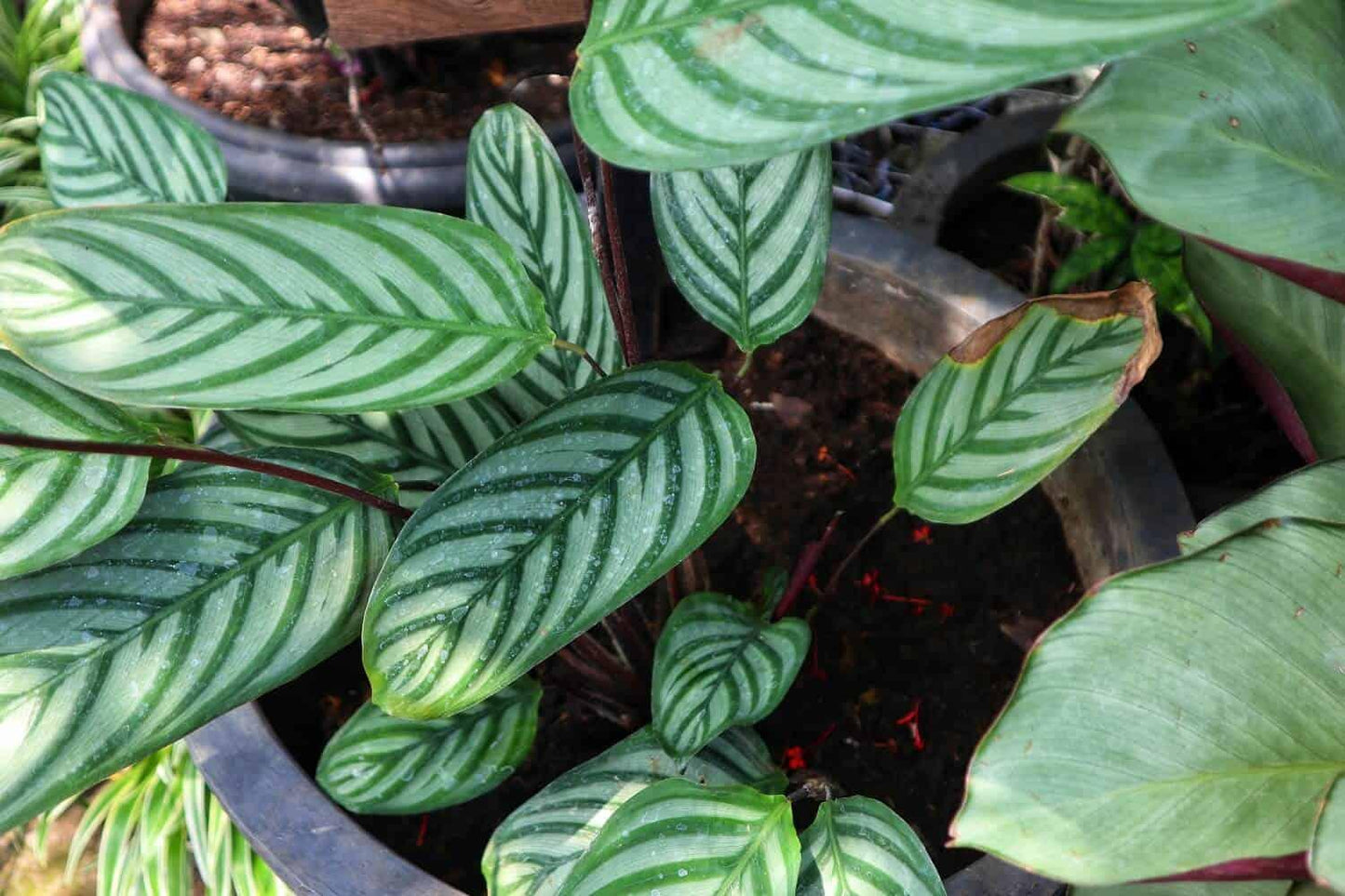 Calathea 'exotica' - View 27 from www redcrocus com