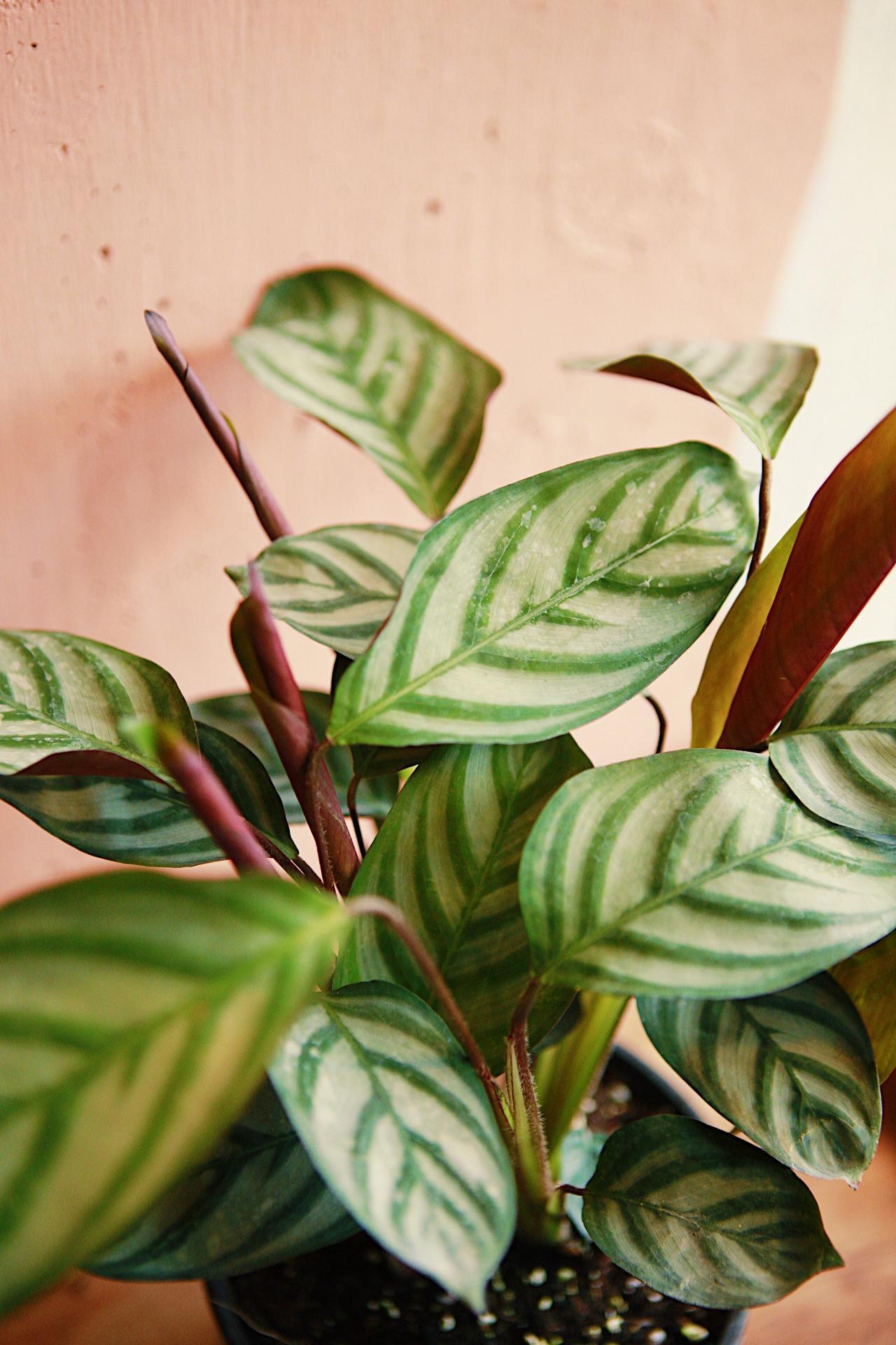Calathea 'exotica' - View 28 from www redcrocus com