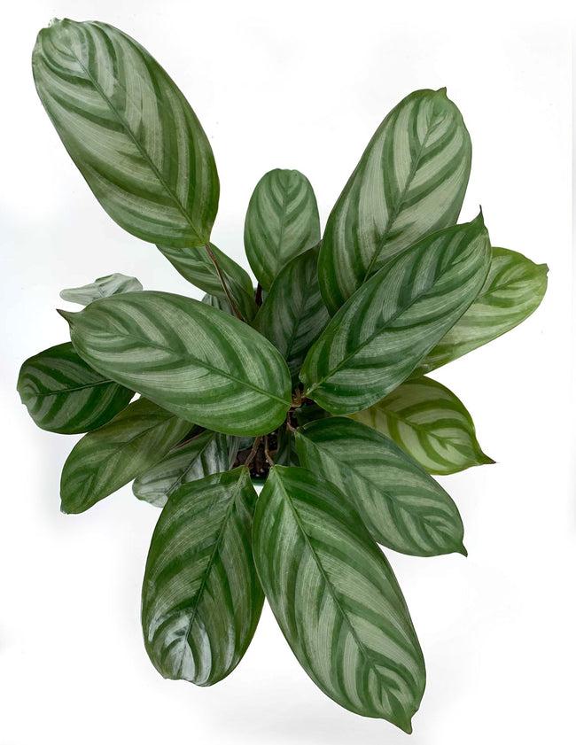Calathea 'exotica' - View 29 from www redcrocus com