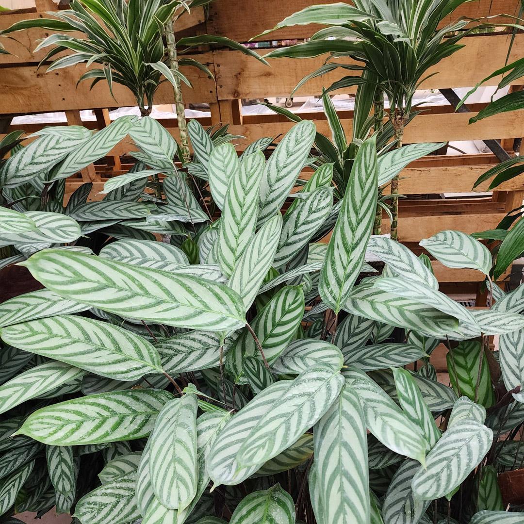 Calathea 'exotica' - View 2 from www redcrocus com