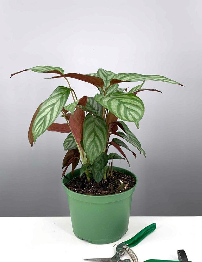 Calathea 'exotica' - View 31 from www redcrocus com