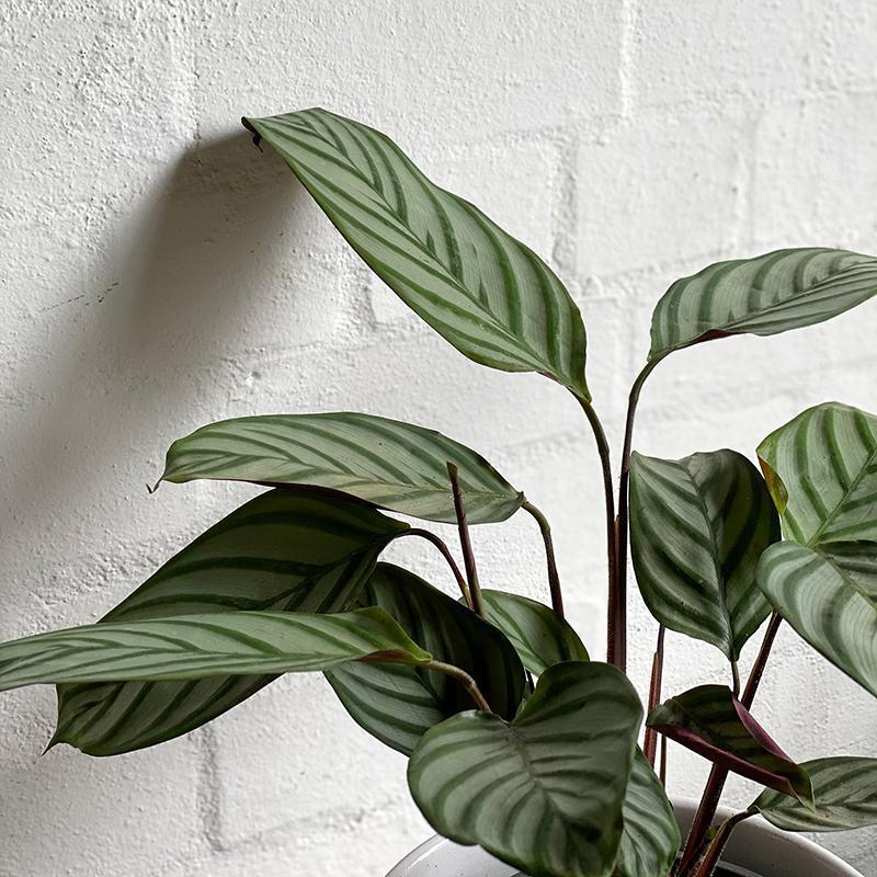 Calathea 'exotica' - View 32 from www redcrocus com