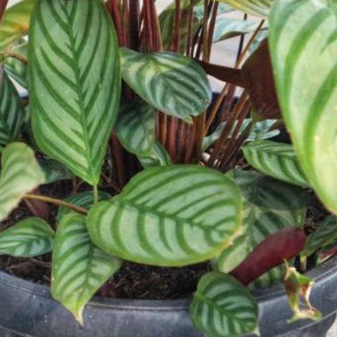 Calathea 'exotica' - View 33 from www redcrocus com