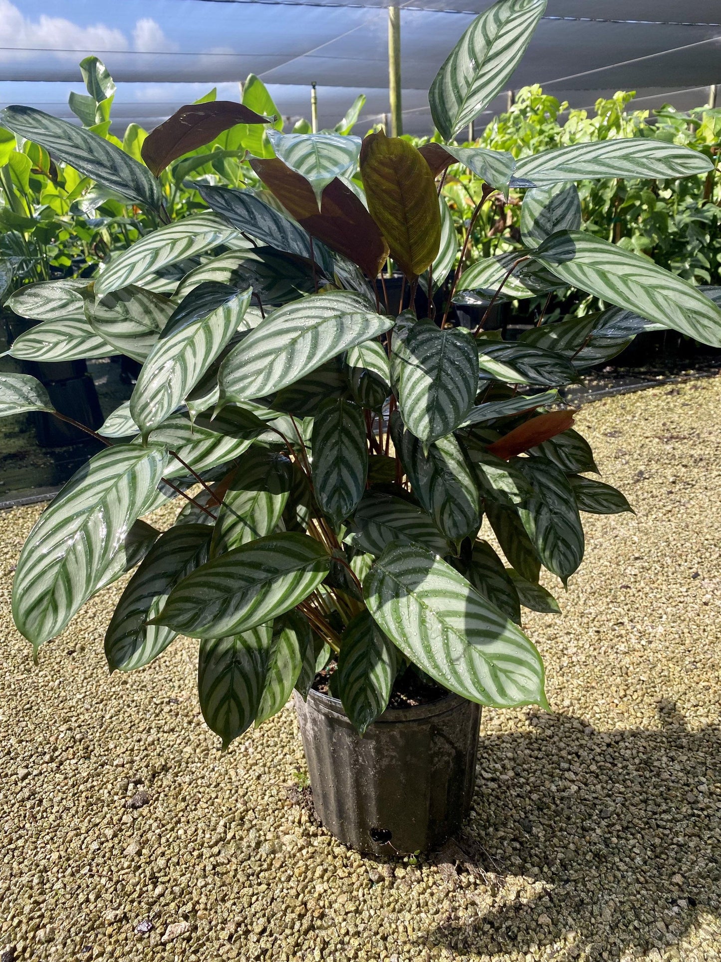 Calathea 'exotica' - View 34 from www redcrocus com