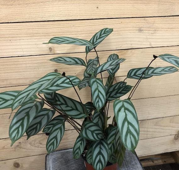 Calathea 'exotica' - View 35 from www redcrocus com