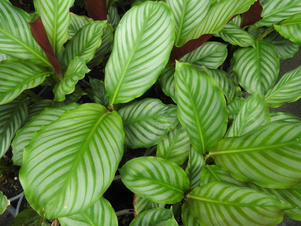 Calathea 'exotica' - View 36 from www redcrocus com