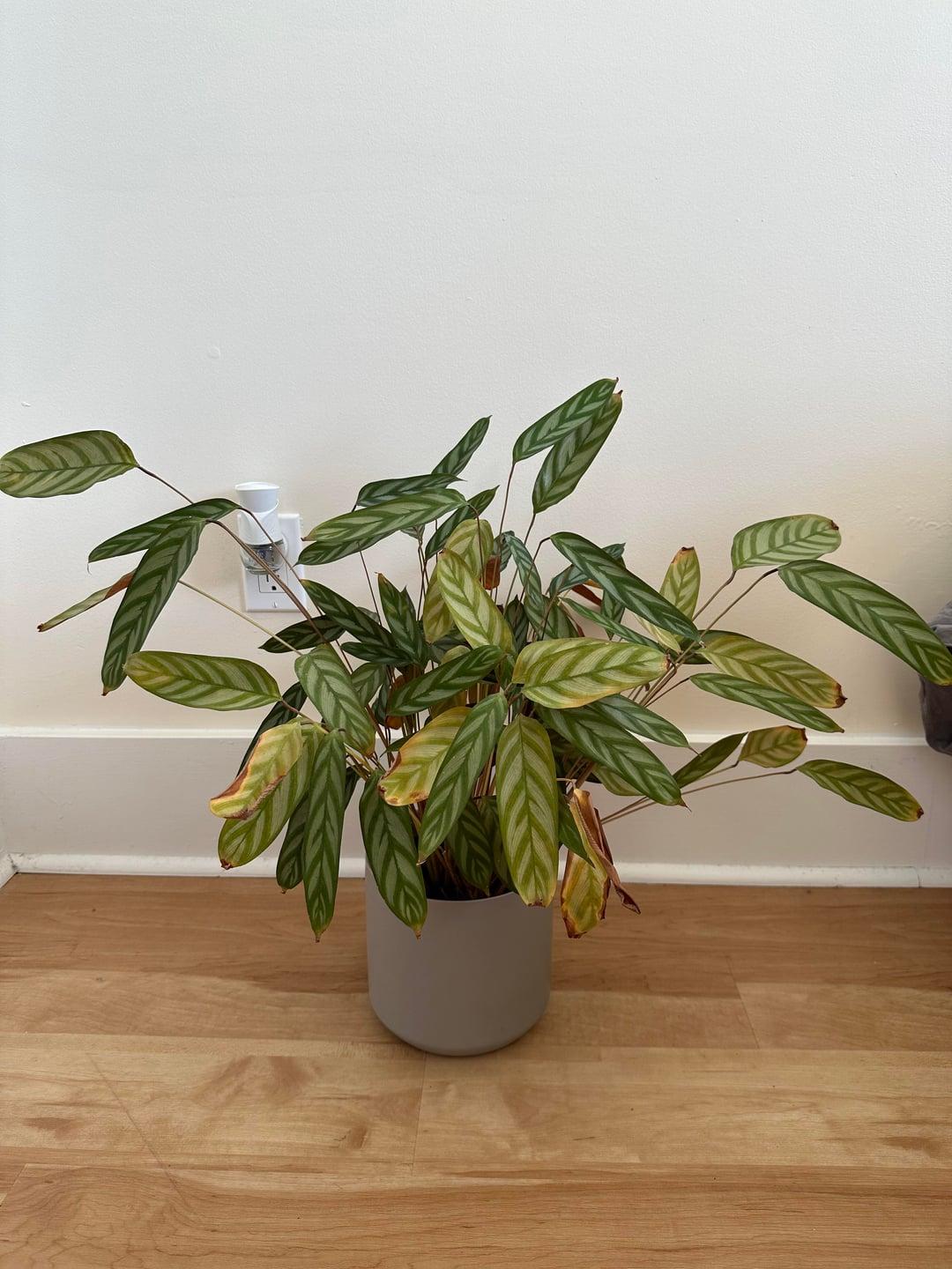 Calathea 'exotica' - View 37 from www redcrocus com
