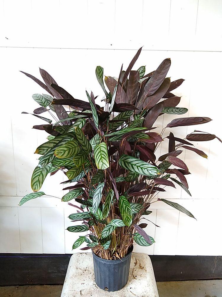 Calathea 'exotica' - View 3 from www redcrocus com