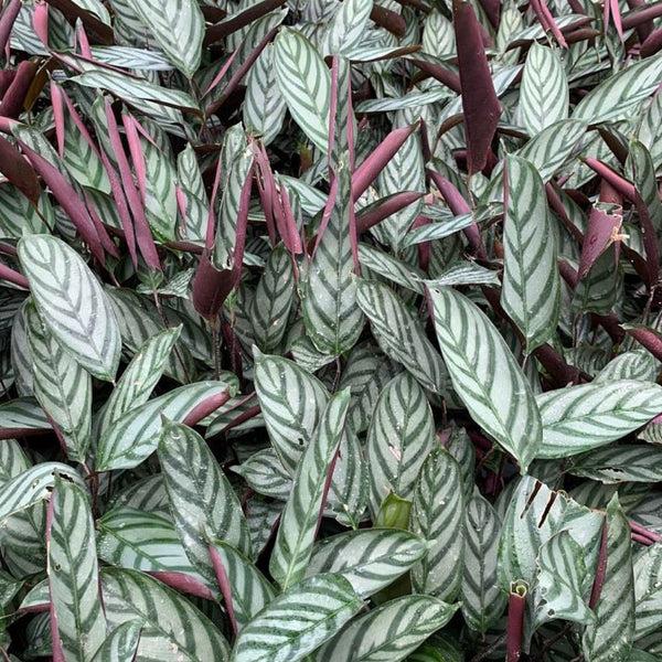 Calathea 'exotica' - View 6 from www redcrocus com
