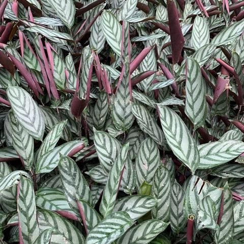 Calathea 'exotica' - View 8 from www redcrocus com