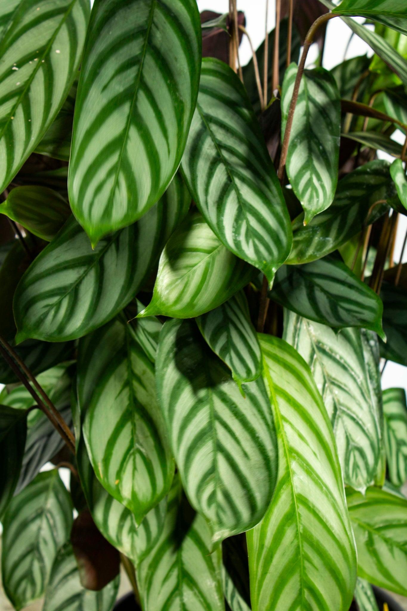 Calathea 'exotica' - View 9 from www redcrocus com