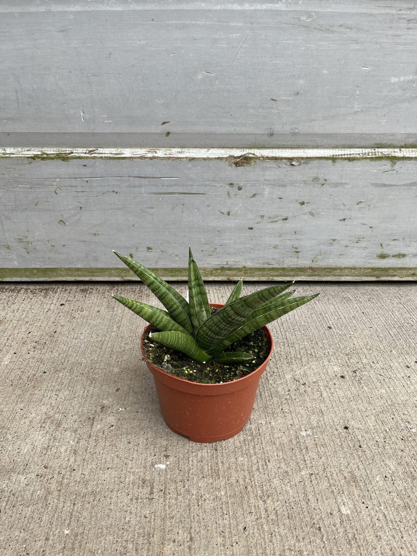 Sansevieria 'gojo' - View 10 from www redcrocus com