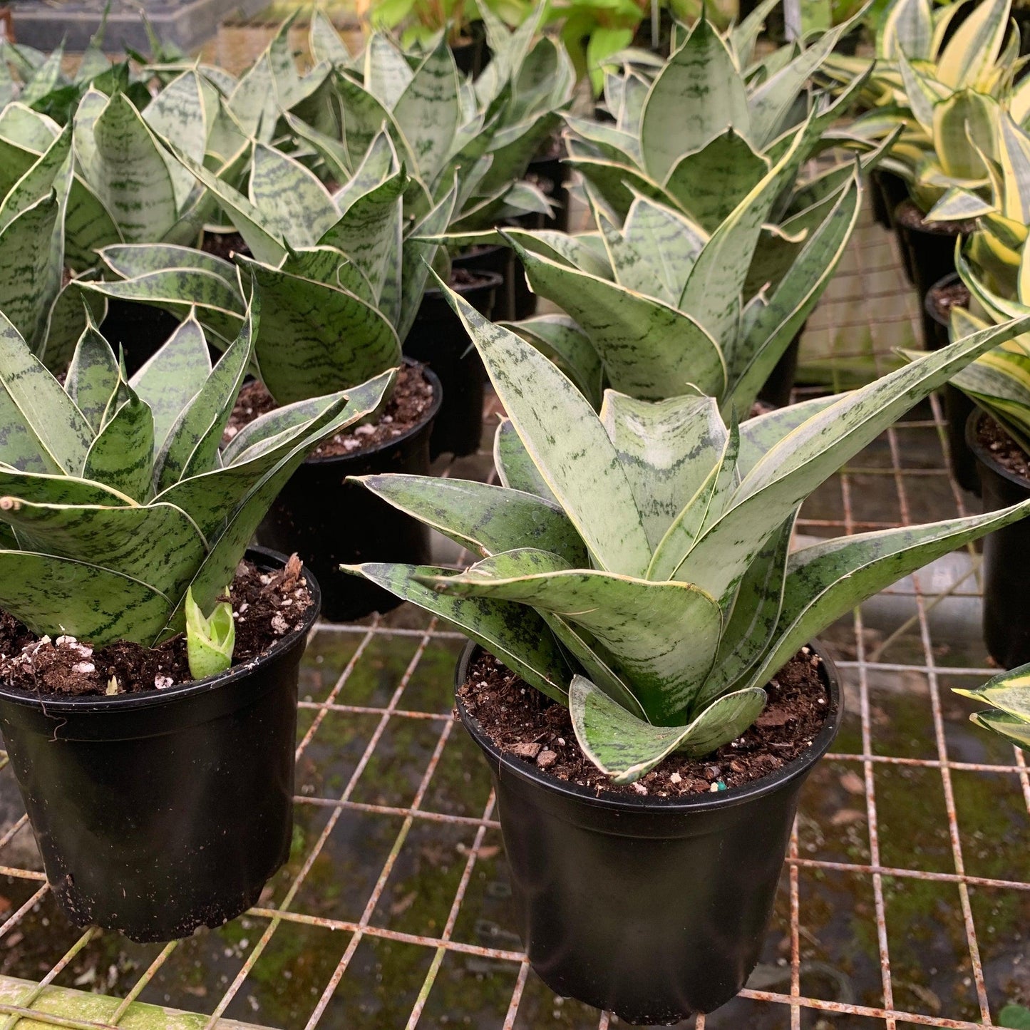 Sansevieria 'gojo' - View 12 from www redcrocus com