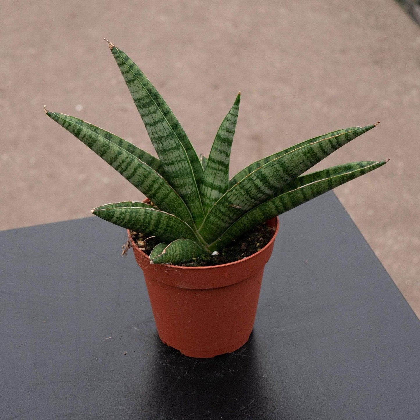 Sansevieria 'gojo' - View 1 from www redcrocus com