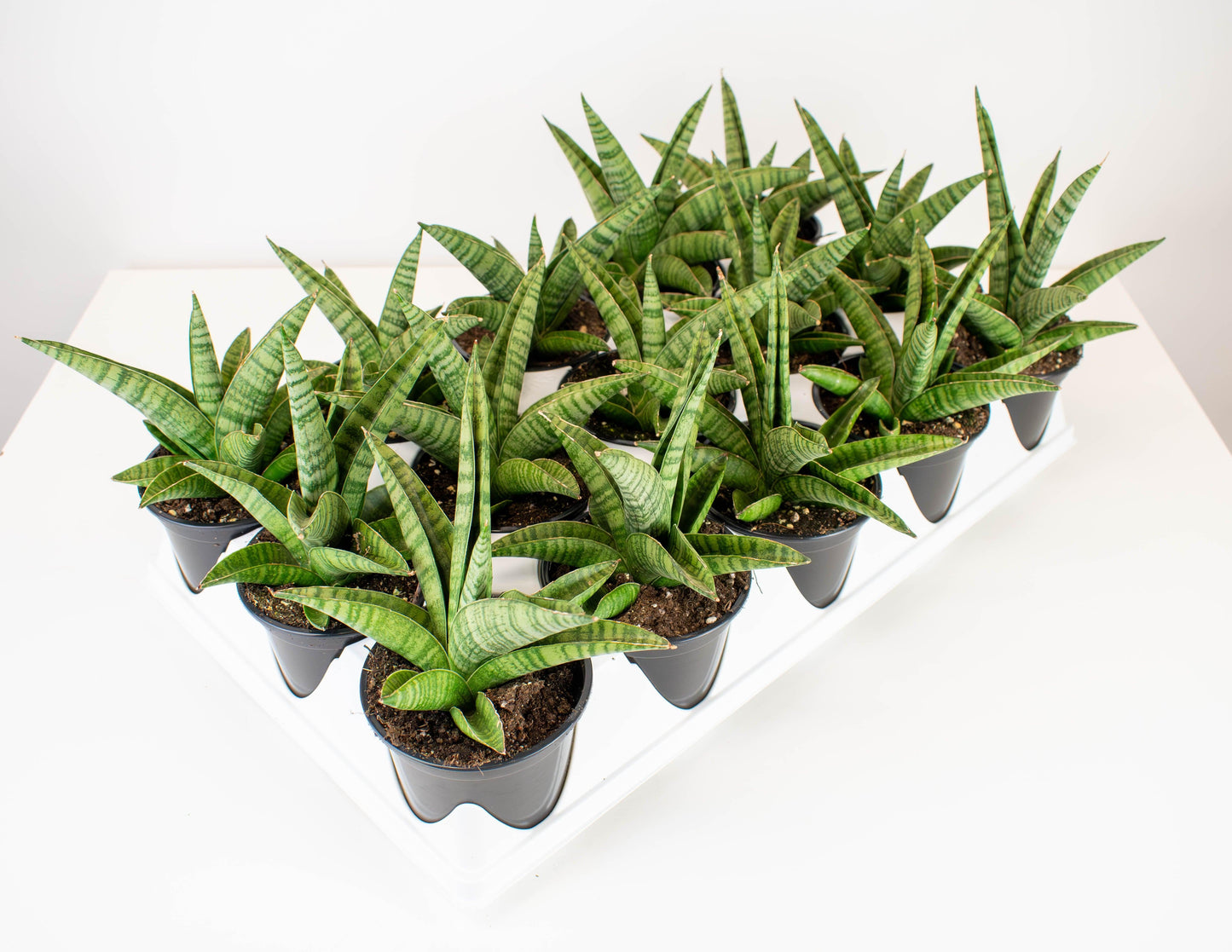 Sansevieria 'gojo' - View 3 from www redcrocus com