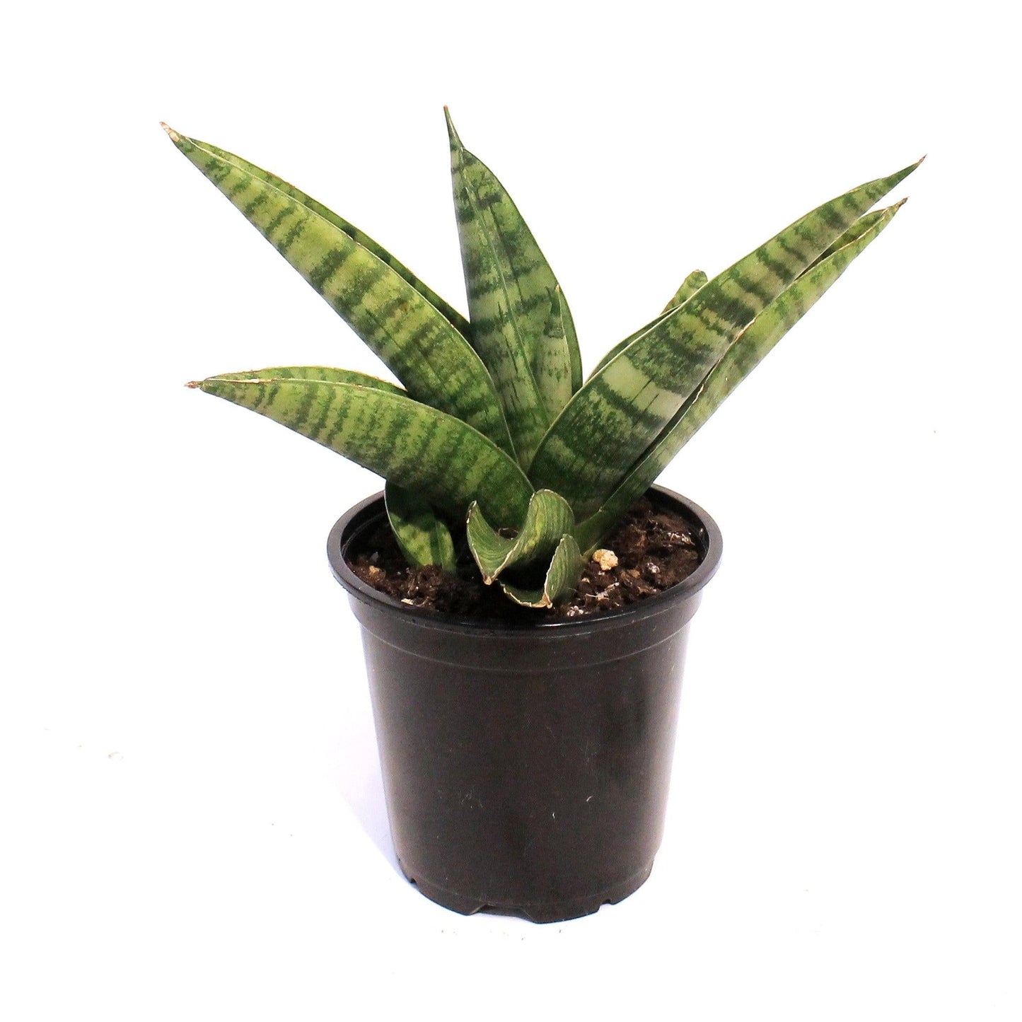 Sansevieria 'gojo' - View 4 from www redcrocus com