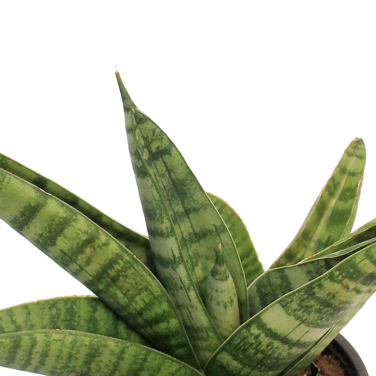 Sansevieria 'gojo' - View 6 from www redcrocus com