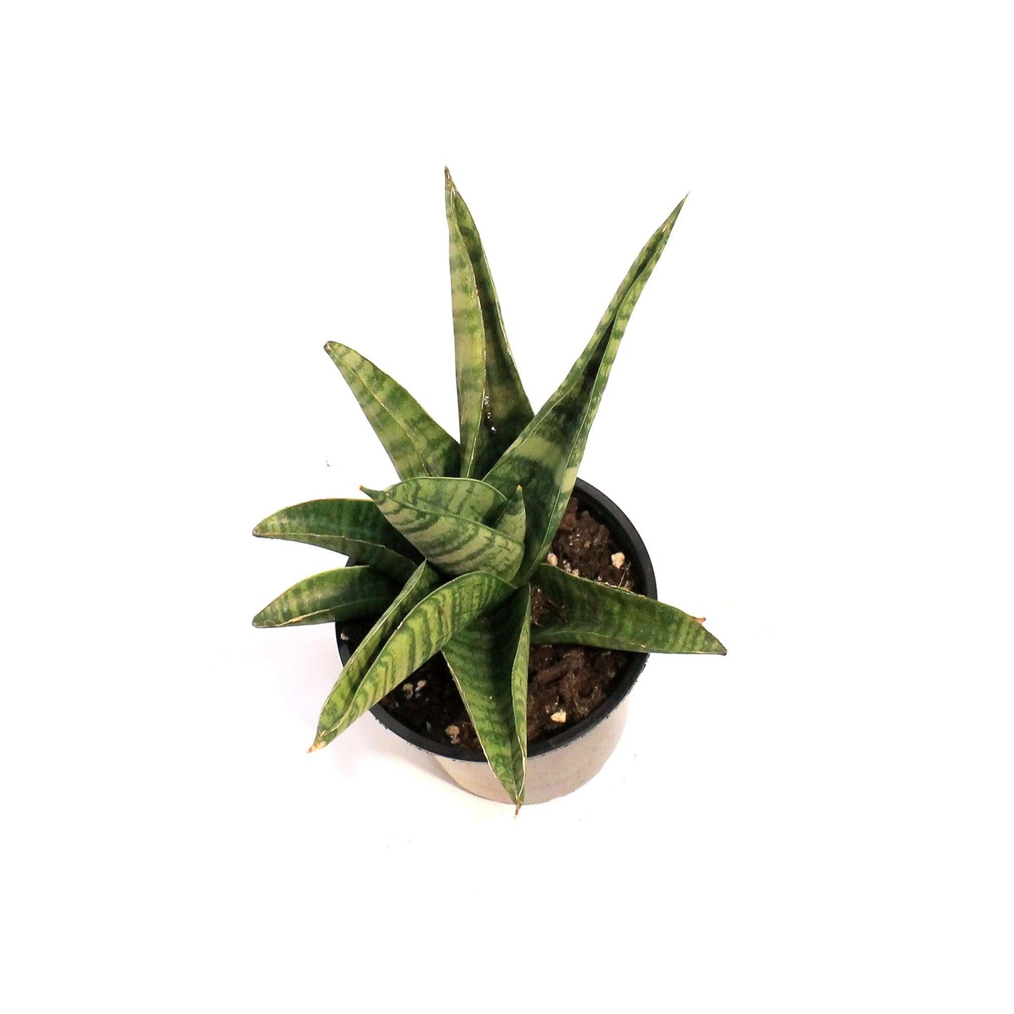 Sansevieria 'gojo' - View 7 from www redcrocus com