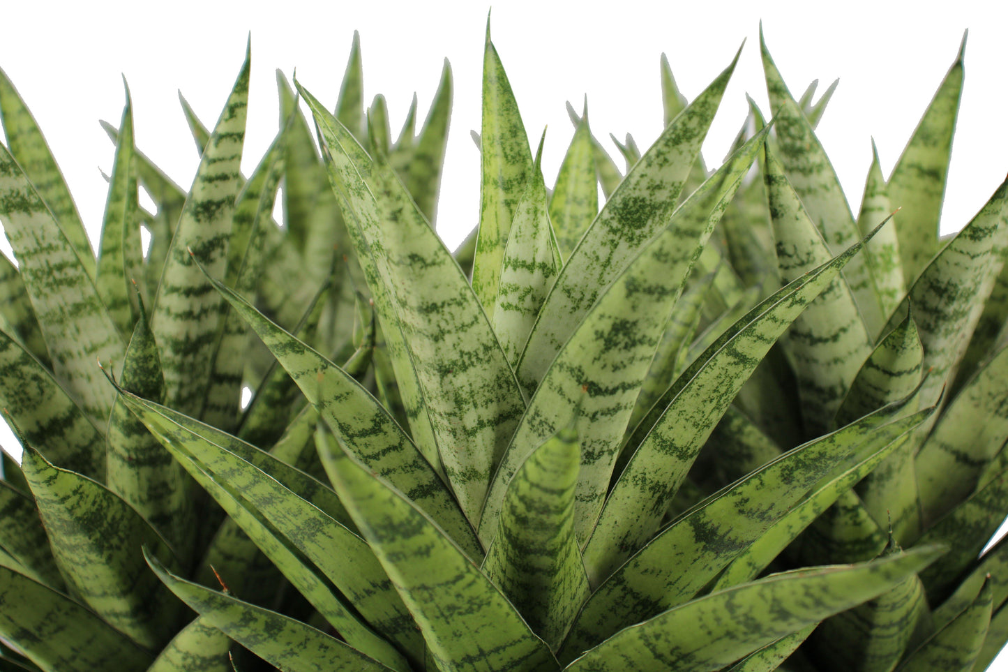 Sansevieria 'gojo' - View 8 from www redcrocus com