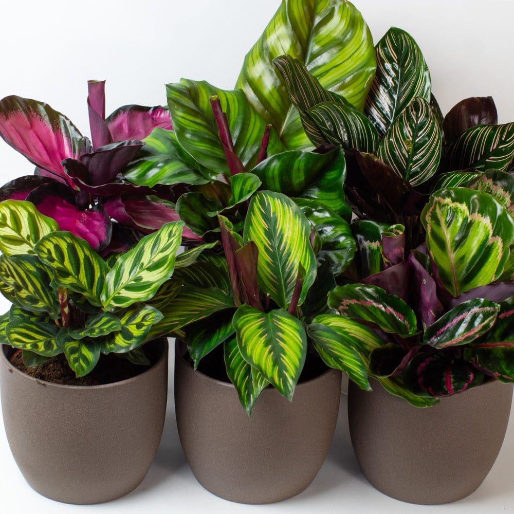 Calathea 'mysty' - View 10 from www redcrocus com