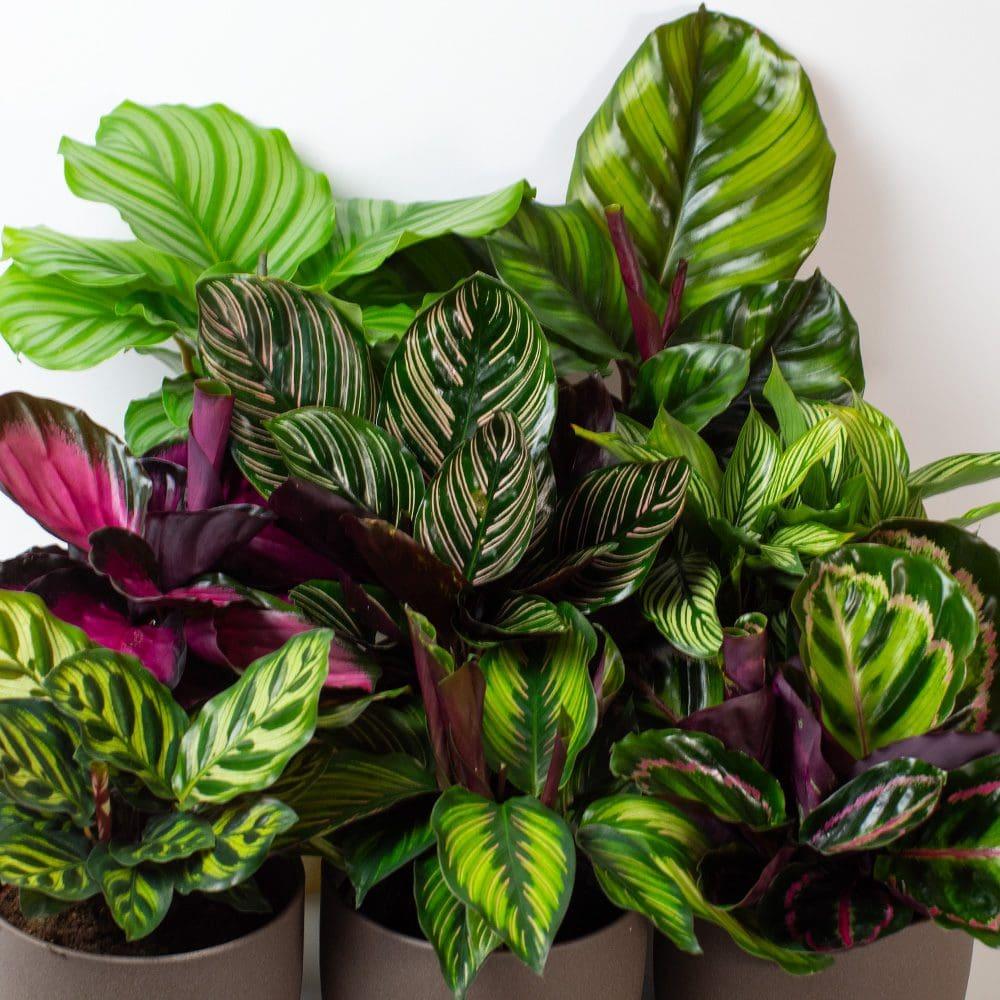 Calathea 'mysty' - View 14 from www redcrocus com