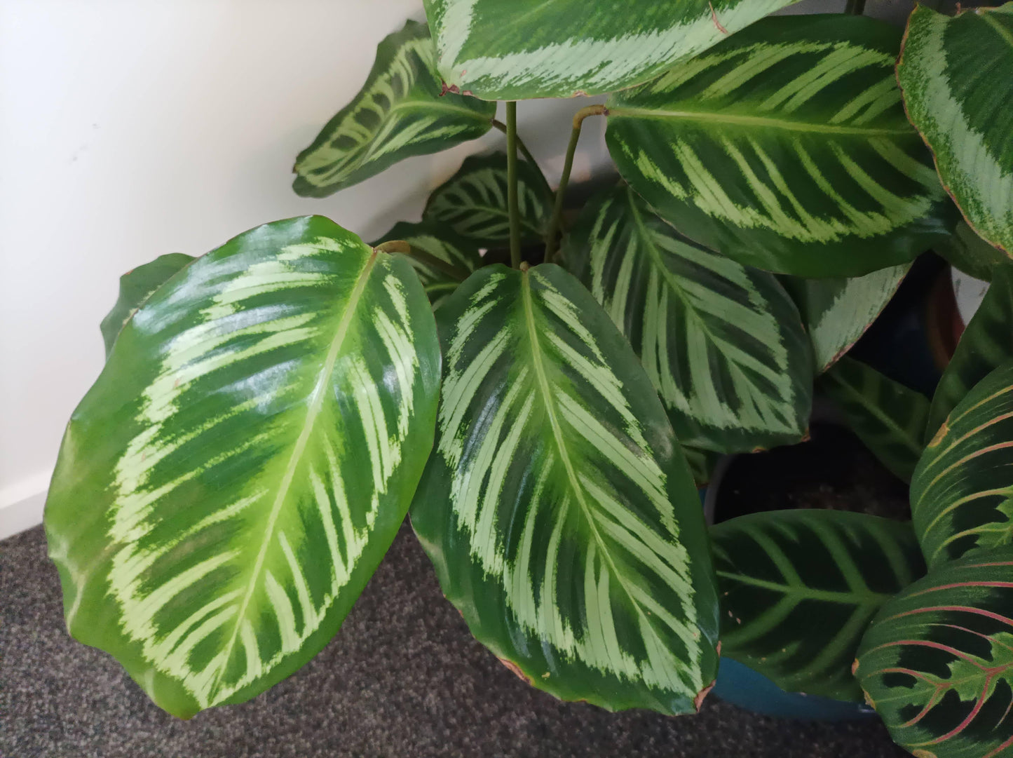 Calathea 'mysty' - View 23 from www redcrocus com
