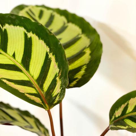 Calathea 'mysty' - View 24 from www redcrocus com