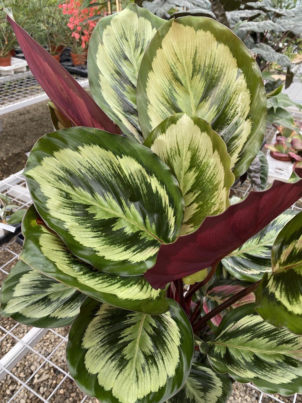 Calathea 'mysty' - View 26 from www redcrocus com