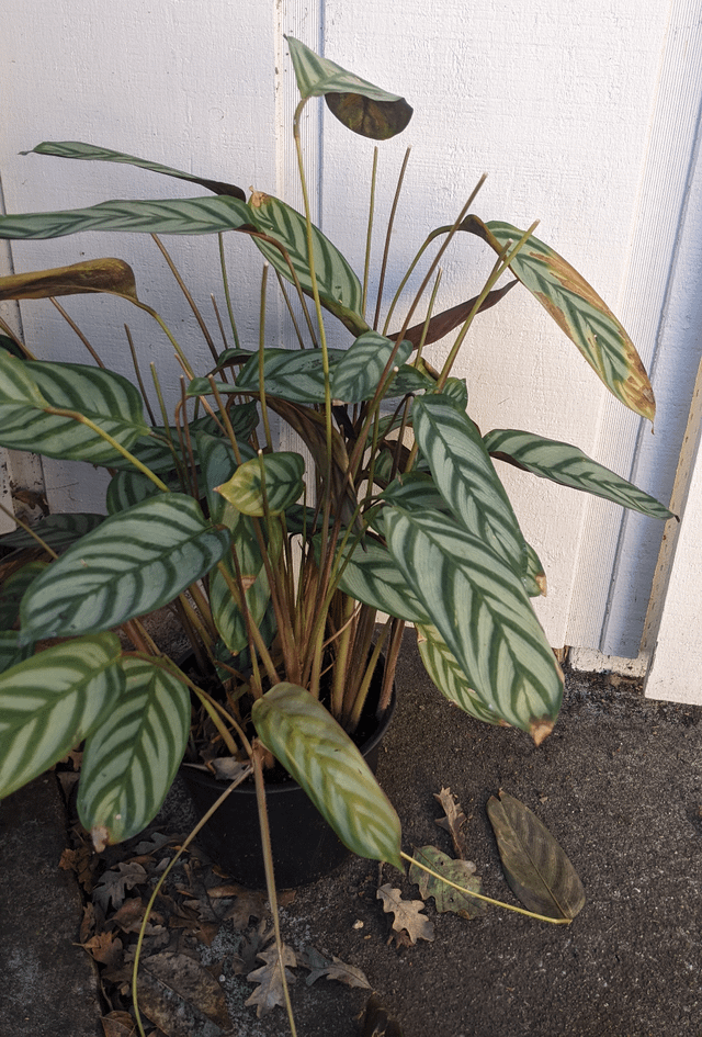 Calathea 'mysty' - View 27 from www redcrocus com