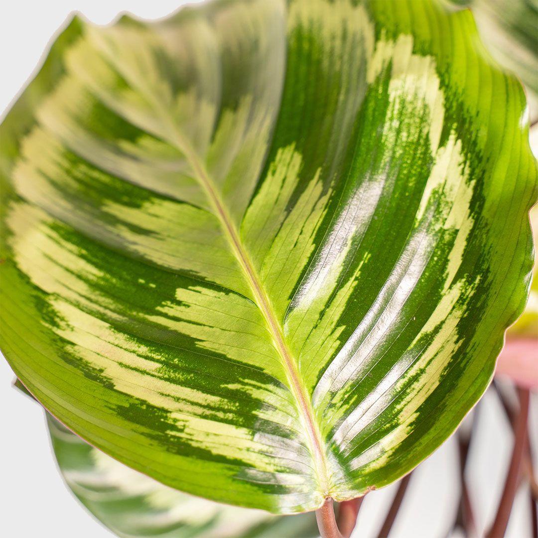 Calathea 'mysty' - View 28 from www redcrocus com