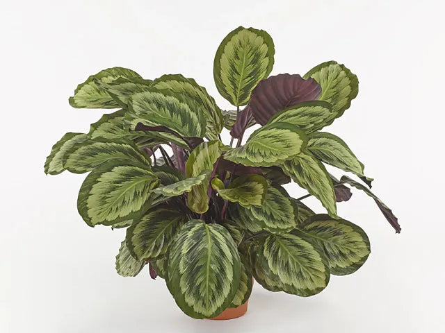 Calathea 'mysty' - View 3 from www redcrocus com