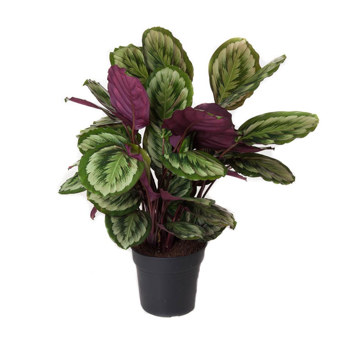 Calathea 'mysty' - View 4 from www redcrocus com