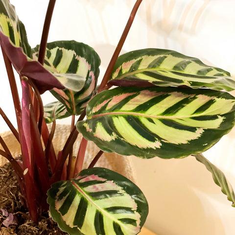 Calathea 'mysty' - View 7 from www redcrocus com