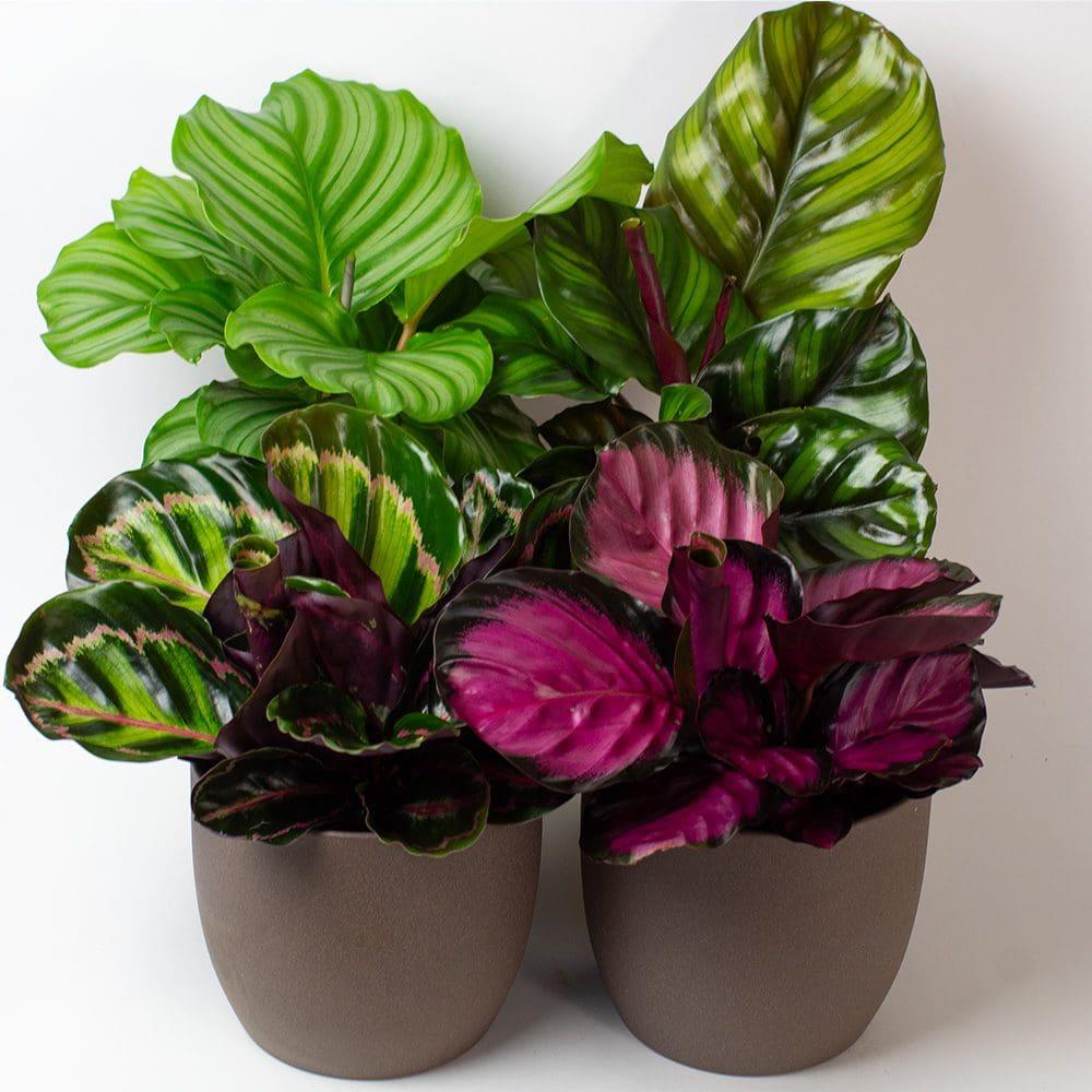 Calathea 'mysty' - View 9 from www redcrocus com