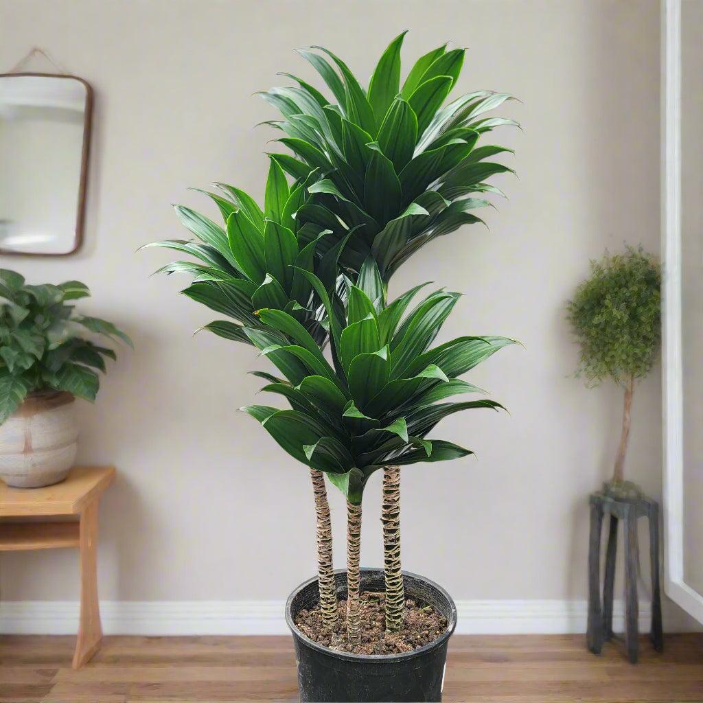 Dracaena Deremensis 'janet Craig Compacta' - View 11 from www redcrocus com