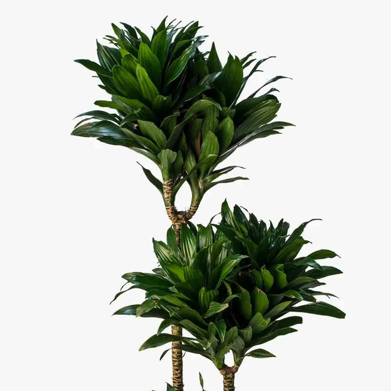 Dracaena Deremensis 'janet Craig Compacta' - View 12 from www redcrocus com