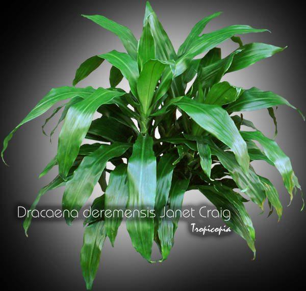 Dracaena Deremensis 'janet Craig Compacta' - View 14 from www redcrocus com
