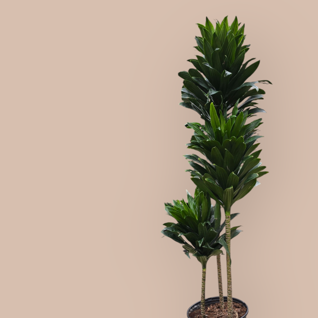 Dracaena Deremensis 'janet Craig Compacta' - View 16 from www redcrocus com