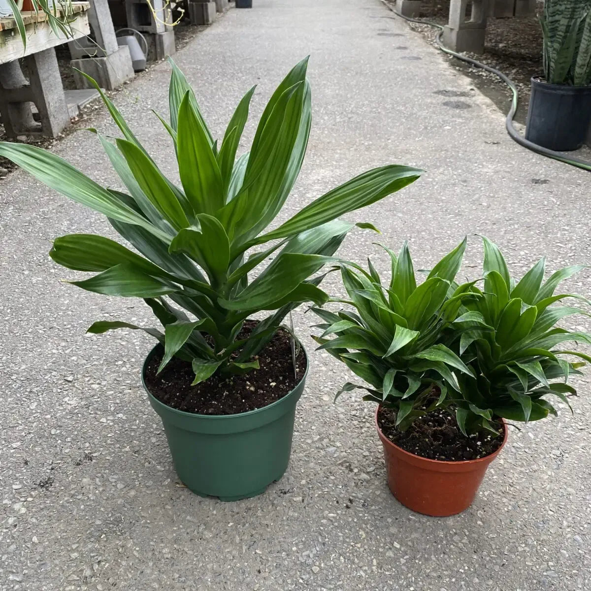 Dracaena Deremensis 'janet Craig Compacta' - View 17 from www redcrocus com