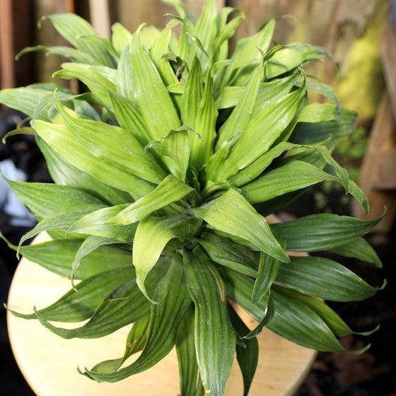 Dracaena Deremensis 'janet Craig Compacta' - View 18 from www redcrocus com
